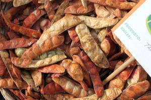 Exportaciones de tara en goma suman US$ 11.5 millones entre enero y septiembre
