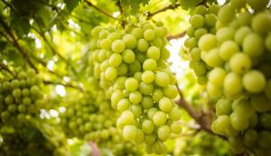 Exportaciones de uva de mesa de Ica crecen en volumen casi 300%