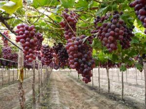 Exportaciones de uvas de mesa de Chile caen en volumen 11% en la temporada 2020-2021