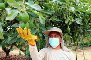 Exportaciones hortofrutícolas superaron los US$ 1.156 millones en el primer bimestre del 2023