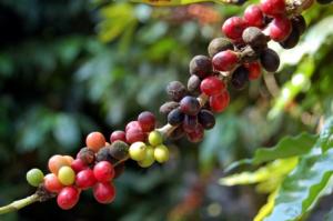EXPORTACIONES LAMBAYECANAS DE CAFÉ EN GRANO VERDE CRECE EN 568%