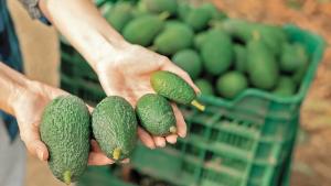 Exportaciones mexicanas de frutas y hortalizas alcanzaron los US$ 14.692 millones en 2023, registrando un aumento de 3.5%