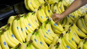 Exportaciones mundiales de bananas ascendieron a cerca de 19.1 millones de toneladas en 2022