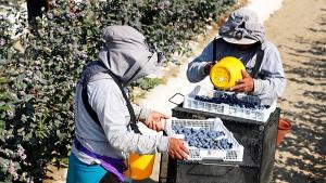 Exportaciones peruanas alcanzarían récord histórico de US$ 84.327 millones en 2025