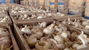 Exportaciones peruanas de ajo caen -48% en volumen en el primer mes de 2024