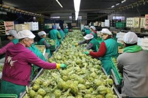 Exportaciones peruanas de alcachofa alcanzan las 24.551 toneladas entre enero y septiembre, mostrando una contracción de 5% 