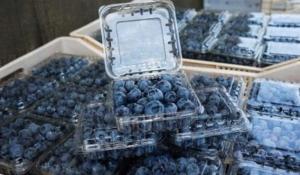 Exportaciones peruanas de arándanos en la campaña 2025/2026 superarían las 400 mil toneladas