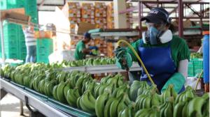 Exportaciones peruanas de banano alcanzaron las 134.761 toneladas en los primeros siete meses del 2021