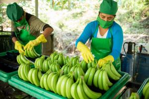 Exportaciones peruanas de banano llegaron a 14 países en febrero del 2024