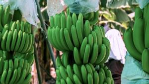 Exportaciones peruanas de banano orgánico crecieron 39% en volumen en 2022