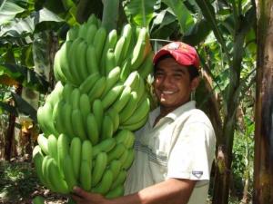 Exportaciones peruanas de banano orgánico se contrajeron 16% en valor y 15% en volumen de enero a mayo de 2022