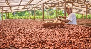 Exportaciones peruanas de cacao y derivados caen en volumen 15% entre enero y septiembre de 2020