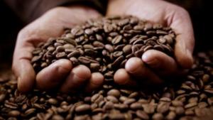 Exportaciones peruanas de café sumaron 15.388 toneladas por US$ 65 millones en julio de 2023
