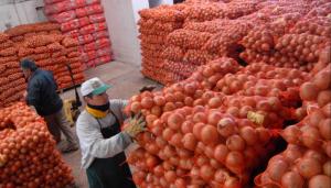 Exportaciones peruanas de cebolla crecieron 3% en volumen y 12% en valor entre enero y julio de 2023