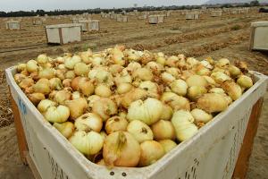Exportaciones peruanas de cebolla dulce alcanzarían hasta 121.500 toneladas en la campaña 2018/2019