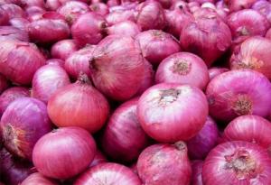 Exportaciones peruanas de cebollas frescas alcanzaron las 151.000 toneladas en la campaña 2022/2023