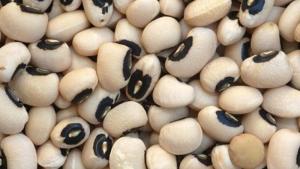 Exportaciones peruanas de fréjol castilla crecieron un 40% en volumen en 2025