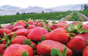 Exportaciones peruanas de fresa sumaron 16.446 toneladas por US$ 34 millones de junio a quincena de noviembre, mostrando un incremento de 19% en volumen y 29% en valor
