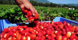 Exportaciones peruanas de fresa sumaron 3.087 toneladas en marzo de 2023