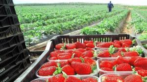 Exportaciones peruanas de fresa sumaron 5.077 toneladas en octubre de este año