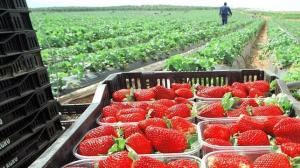 Exportaciones peruanas de fresas crecen 47.13% en volumen y 24.25% en valor en los primeros cinco meses de 2023