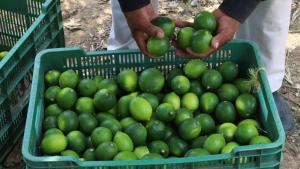 Exportaciones peruanas de limón crecieron 3.218% entre 2002 y 2016