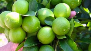 Exportaciones peruanas de limón Tahití alcanzaron los 10.689.907 kilos por US$ 11.159.361 en lo que va de la campaña septiembre 2022/agosto 2023