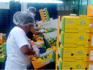 Exportaciones peruanas de limones Tahití están en proceso de ampliación