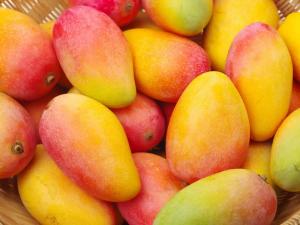 Exportaciones peruanas de mango caen en volumen -76% en lo que va de la campaña 2023/2024