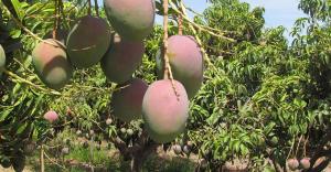 Exportaciones peruanas de mango caerán entre 70 % y 80 % en volumen esta campaña