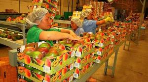 Exportaciones peruanas de mango fresco alcanzarían las 235.000 toneladas al cierre de la campaña 2021/2022