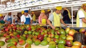 Exportaciones peruanas de mango fresco cayeron 11% en volumen y 10% en valor en campaña 2020/2021