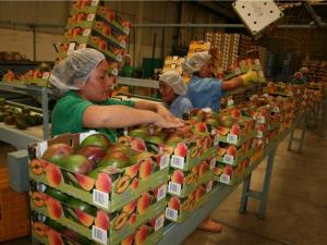Exportaciones peruanas de mango hacia Estados Unidos crecerían 24% en 2023
