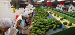 Exportaciones peruanas de palta arrancan positivamente, pero finalizaría igual que el año pasado