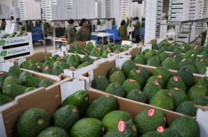 EXPORTACIONES PERUANAS DE PALTA HASS CRECERÍAN 15% ESTE AÑO