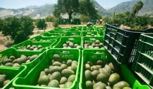 Exportaciones peruanas de palta rompen récord en la campaña 2020