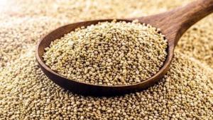 Exportaciones peruanas de quinua crecieron 13.37% en valor y 1.51% en volumen