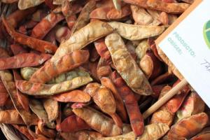 Exportaciones peruanas de tara en goma caen en valor -61.4% en 2023