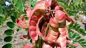 Exportaciones peruanas de tara en polvo crecen en valor 57% en el 2021