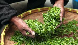 Exportaciones peruanas de té verde crecieron notablemente en 2020 y superaron el millón de dólares