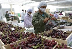 Exportaciones peruanas de uva crecieron 17% en volumen y 28% en valor entre enero y septiembre