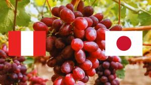 Exportaciones peruanas de uva de mesa ascienden a US$ 1.294 millones entre enero y noviembre de 2023, mostrando un aumento de +37%