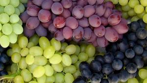 Exportaciones peruanas de uva de mesa caerán en volumen más del 10% en la campaña 2023/2024