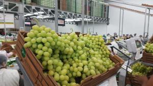 Exportaciones peruanas de uva de mesa crecen en volumen 125% en el primer mes de la campaña 2023/2024