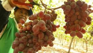 Exportaciones peruanas de uva de mesa fresca crecen +29.15% en volumen entre el 1 de enero y el 1 de diciembre de 2023