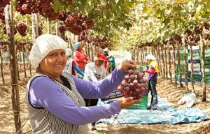 Exportaciones regionales crecieron 17% en enero