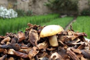 Exportarán 120 toneladas hongos comestibles de Incahuasi a Alemania