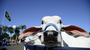 ExpoZebu: la mayor feria de ganado cebú del mundo está próxima a abrir sus puertas en Brasil