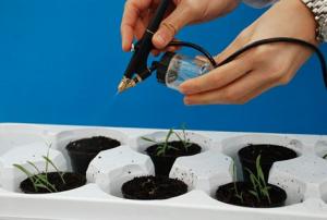 Fabrican herbicidas naturales a partir de aceites extraídos de las hierbas malas