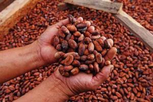 Factores climáticos comprometen la producción africana de cacao